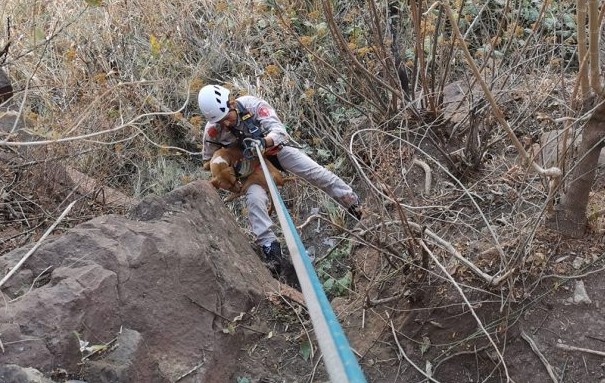 Bomberos rescatan a perro que cayó a un barranco en Huentitán.