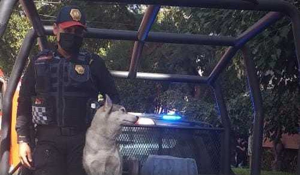 Un perro husky fue rescatado por elementos de la SSC.