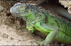 Iguana