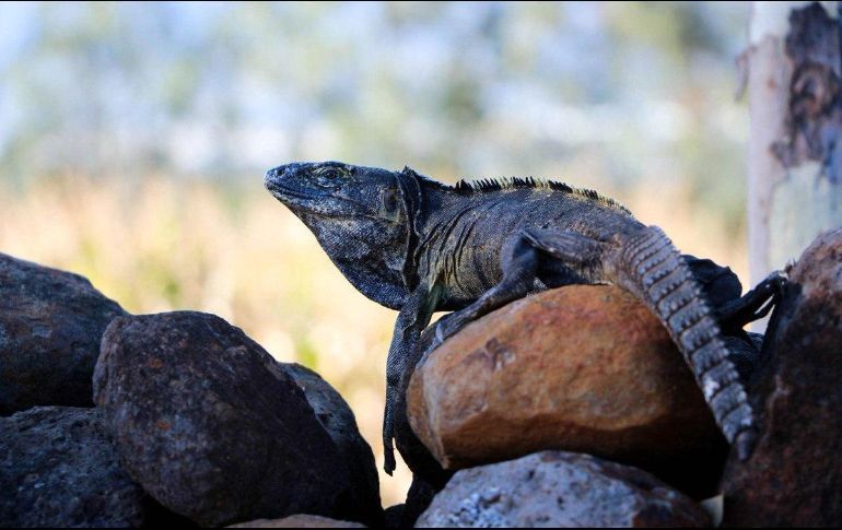 Iguana negra.