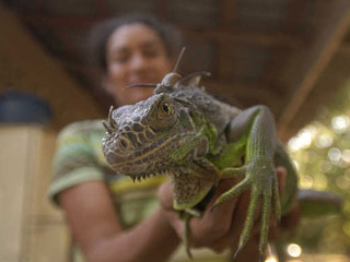 Criadero de iguanas en Tapanal.