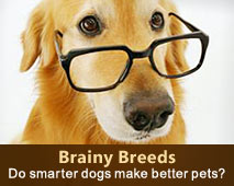 Perro inteligente.