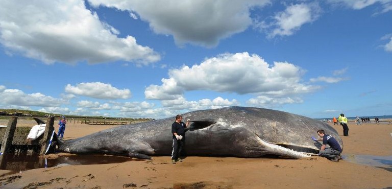 Voluntarios de una brigada trabajaron desde el viernes par tratar de mantener en condiciones de humedad a las ballenas, esperando que la marea alta volviera.