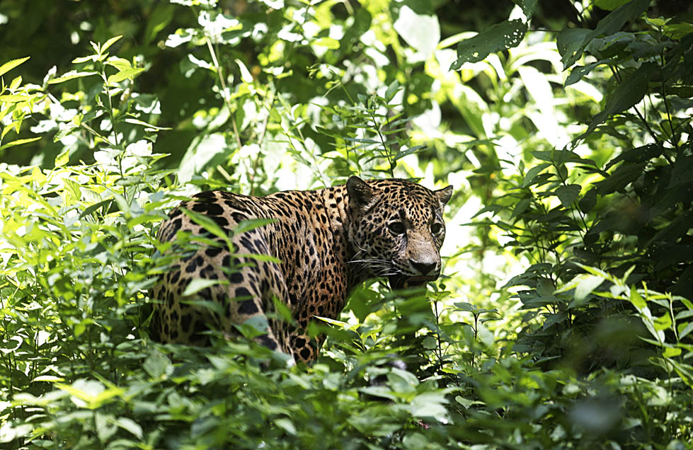 El jaguar está presente en territorio jalisciense, donde se hacho esfuerzos por protegerlo.