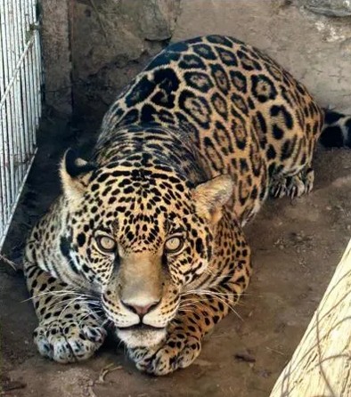 Jaguar decomisado por la FGR en Jalisco.