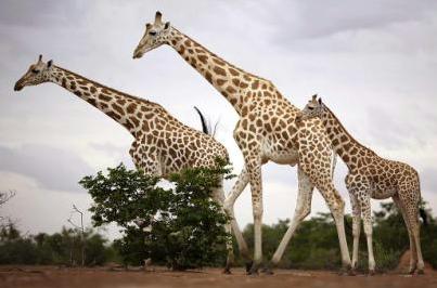 Jirafas de frica Occidental.