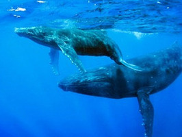 Ballenas jorobadas.