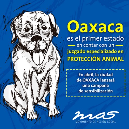 Juzgado especializado en protección animal en Oaxaca.