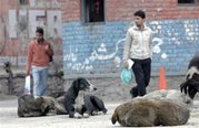 Perros de Cachemira.