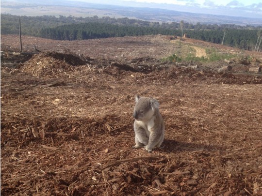 Koala no sabe qu hacer despus de perder su hogar ante la deforestracin.