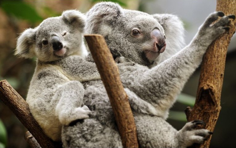 Koalas