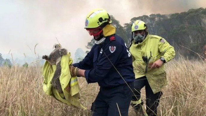 Koala afectado por incendio.