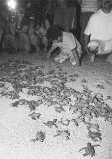 Liberacin nocturna de tortuguitas