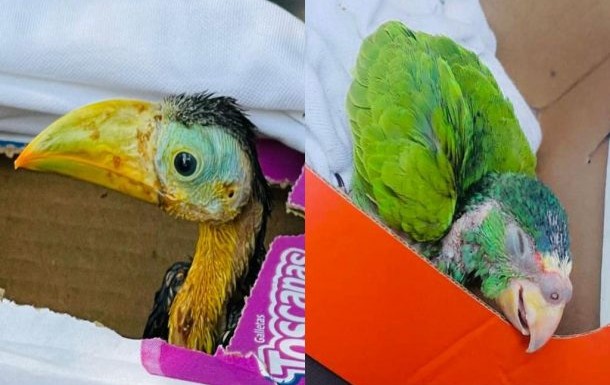 Aves en venta en un tianguis de Lagos de Oriente.