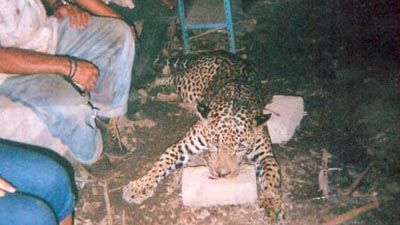 El jaguar matado hace menos de un ao.