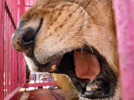 Dentadura del león africano.