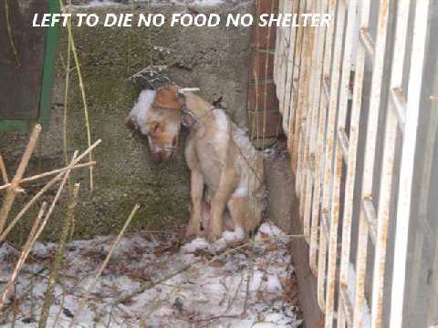 Abandonado para morir sin comida ni refugio.