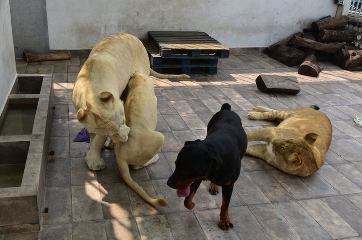 Leones en Iztacalco.