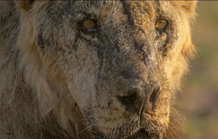 Asesinato de leones destaca el conflicto entre humanos y vida silvestre en frica.