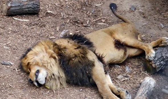 León muerto en zoológico de Santiago.