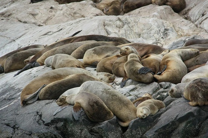 Leones marinos.