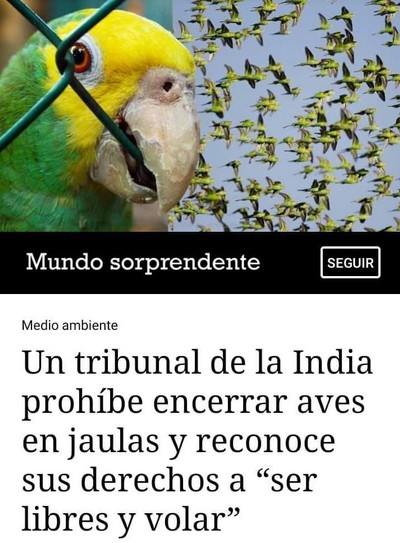 Tribunal en La India prohibe encerrar aves en jaulas.