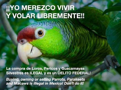 Merezco vivir y volar libremente.