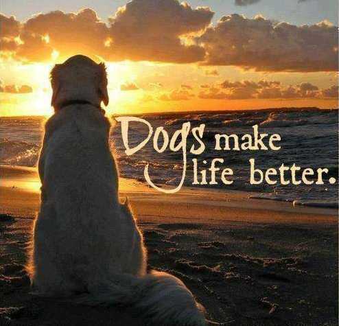 Dogs make life better.
