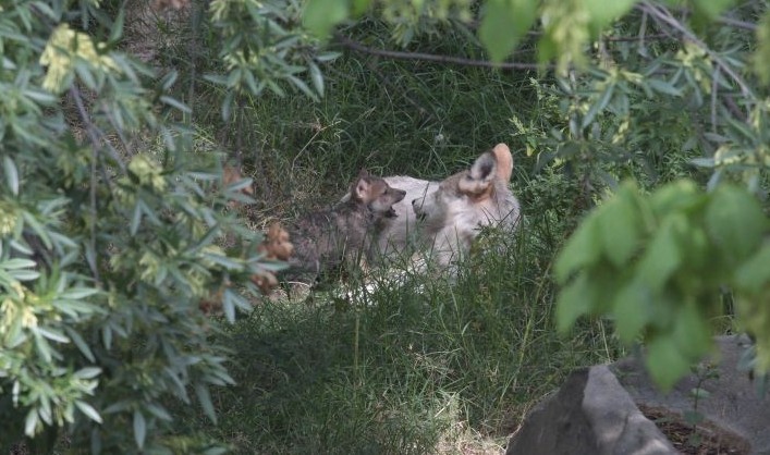 Lobo gris mexicano.