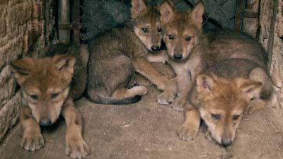 Lobitos mexicanos nacidos en el Zoolgico de Guadalajara.