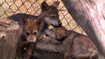 Lobitos mexicanos nacidos en el Zoolgico de Guadalajara.