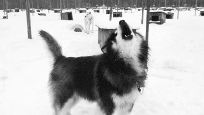 Lobo de Alaska