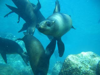 Lobos marinos.