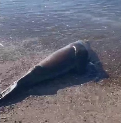 Pescadores matan a palazos a un lobo marino atrapado en una red.