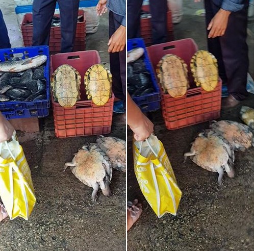 Venta de tortugas en Macuspana, Tab.