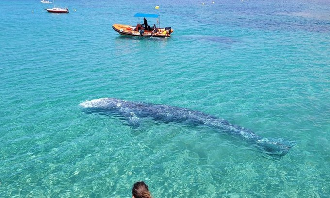 La ballena gris en la zona de Santa Ponsa (Mallorca).