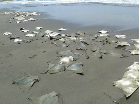 Mantarrayas muertas en playa de Veracruz.