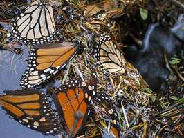 Mariposas