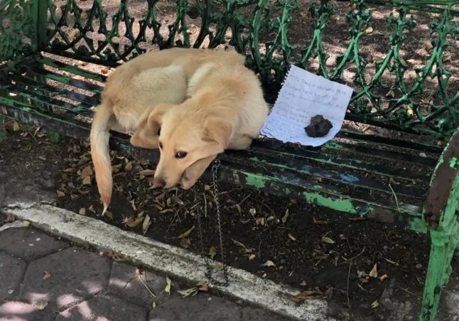 Max fue abandonado junto a una carta en la que pide ser adoptado.