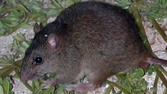 Melomys