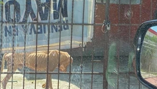 Indignación por caso de un perrito pitbull desnutrido en Mérida.