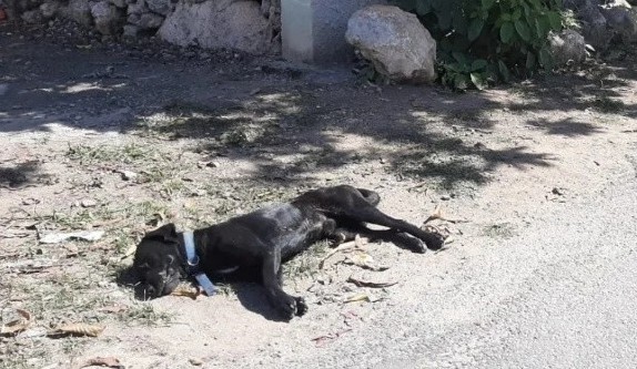 El perro mestizo fue asesinado de un balazo por un hombre en un municipio de Yucatán.
