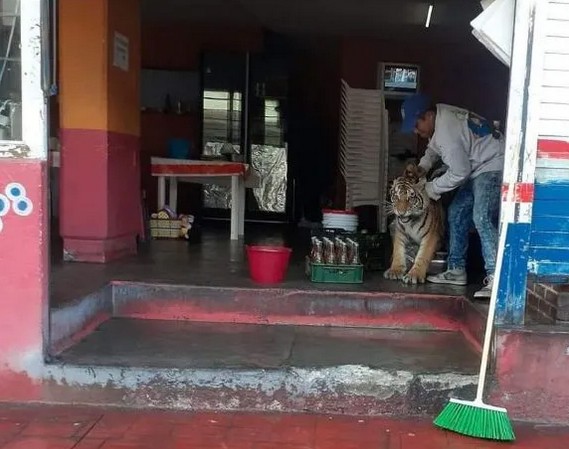 Tigre se mete a un local de tacos en Mixquiahuala.