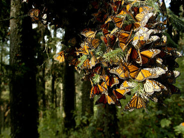 Monarcas en un bosque.