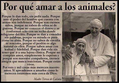 ¿Por qué amar a los animales?