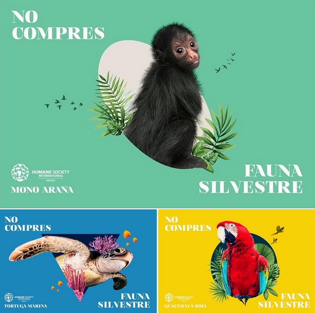 No compres fauna silvestre.