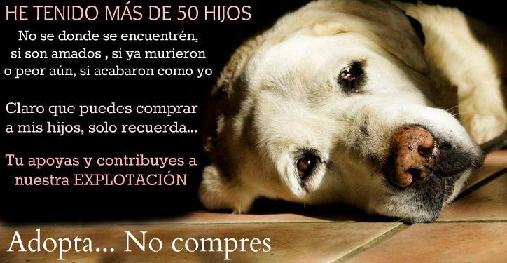 No compres... ¡Adopta! No promuevas la explotación de perras.