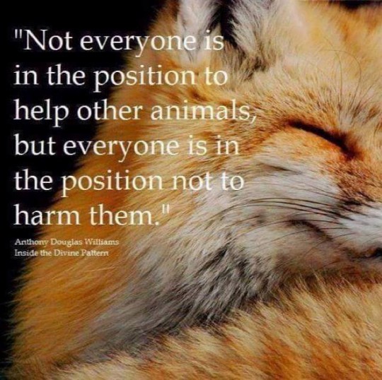 No todos están en la posición de ayudar a otros animales, pero cada uno está en la posición de no hacerles daño.