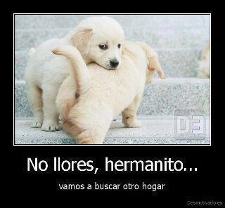 No llores hermanito.