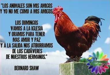 Bernard Shaw.